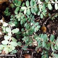 Chamaesyce humistrata (Prostrate Spurge)