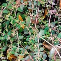 Chamaesyce humistrata (Prostrate Spurge)