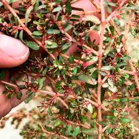 Chamaesyce humistrata (Prostrate Spurge)