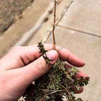 Chamaesyce humistrata (Prostrate Spurge)