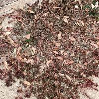 Chamaesyce humistrata (Prostrate Spurge)