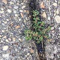 Chamaesyce humistrata (Prostrate Spurge)
