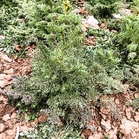 Descurainia sophia (Flixweed)