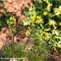 Descurainia sophia (Flixweed)