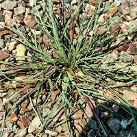 Echinochloa colona (Junglerice)