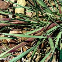 Echinochloa colona (Junglerice)