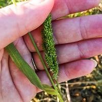 Echinochloa colona (Junglerice)