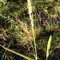 Echinochloa colona (Junglerice)