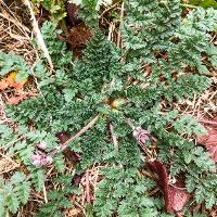 Erodium cicutarium (Redstem Filaree)