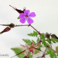 Erodium cicutarium (Redstem Filaree)