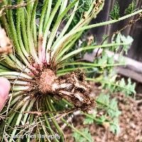 Erodium cicutarium (Redstem Filaree)