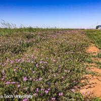 Erodium cicutarium (Redstem Filaree)