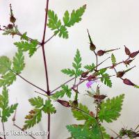 Erodium cicutarium (Redstem Filaree)