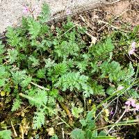 Erodium cicutarium (Redstem Filaree)