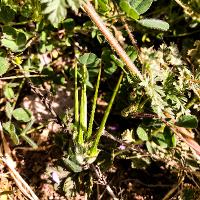 Erodium cicutarium (Redstem Filaree)