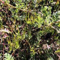 Erodium cicutarium (Redstem Filaree)