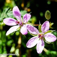 Erodium cicutarium (Redstem Filaree)