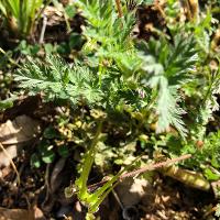 Erodium cicutarium (Redstem Filaree)