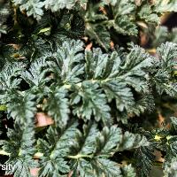 Erodium cicutarium (Redstem Filaree)