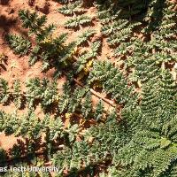 Erodium cicutarium (Redstem Filaree)