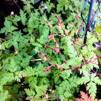 Erodium cicutarium (Redstem Filaree)