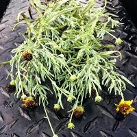 Helianthus ciliaris (Texas Blueweed)