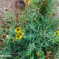 Helianthus ciliaris (Texas Blueweed)