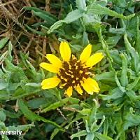 Helianthus ciliaris (Texas Blueweed)
