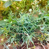 Helianthus ciliaris (Texas Blueweed)