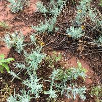 Helianthus ciliaris (Texas Blueweed)