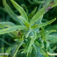 Helianthus ciliaris (Texas Blueweed)