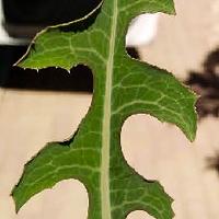 Lactuca serriola (Prickly Lettuce)