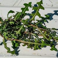 Lactuca serriola (Prickly Lettuce)