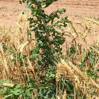 Lactuca serriola (Prickly Lettuce)