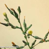 Lactuca serriola (Prickly Lettuce)