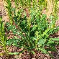 Lactuca serriola (Prickly Lettuce)