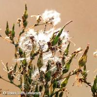 Lactuca serriola (Prickly Lettuce)