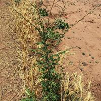 Lactuca serriola (Prickly Lettuce)