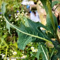 Lactuca serriola (Prickly Lettuce)