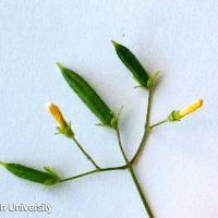 Oxalis stricta (Yellow Woodsorrel)
