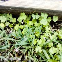 Oxalis stricta (Yellow Woodsorrel)