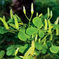 Oxalis stricta (Yellow Woodsorrel)