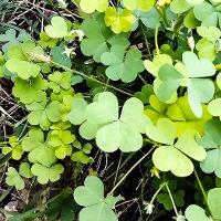Oxalis stricta (Yellow Woodsorrel)