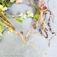 Oxalis stricta (Yellow Woodsorrel)