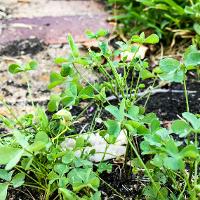 Oxalis stricta (Yellow Woodsorrel)