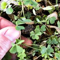 Oxalis stricta (Yellow Woodsorrel)