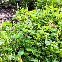 Oxalis stricta (Yellow Woodsorrel)