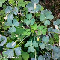 Oxalis stricta (Yellow Woodsorrel)