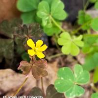 Oxalis stricta (Yellow Woodsorrel)