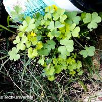 Oxalis stricta (Yellow Woodsorrel)